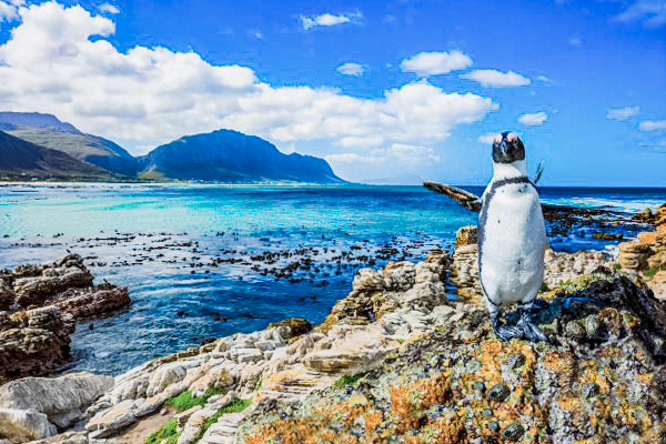 Penguin op rots, tips voor bestellen van Zuid-Afrikaanse rand